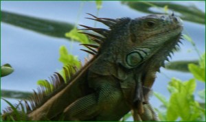Photo of iguana