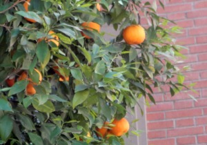 orange_tree