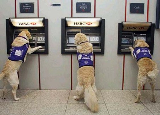 ATM dogs