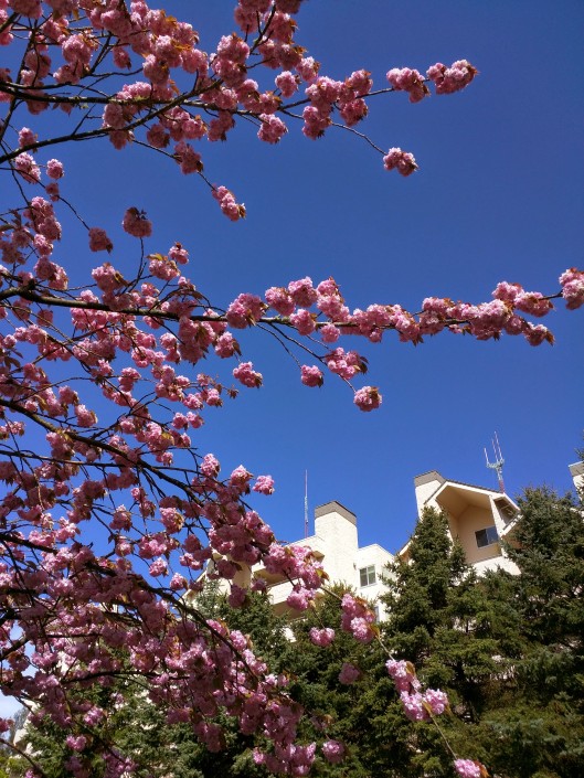 Our condo peeks through a flowering cherry foreground